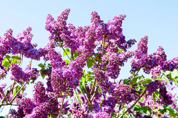 Lilac against a blue clear sky — Stock Photo, Image