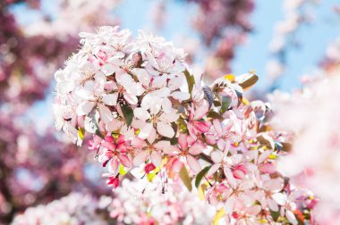 beyaz çiçekler elma ağacı çiçek açması
