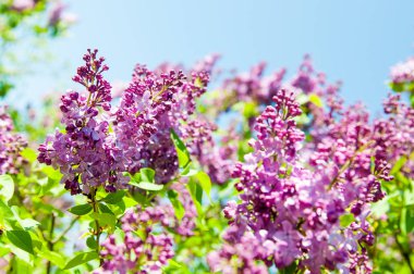 Leylak mavi açık gökyüzü karşı