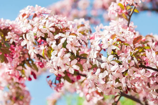 Flores blancas que florecen manzano — Foto de Stock