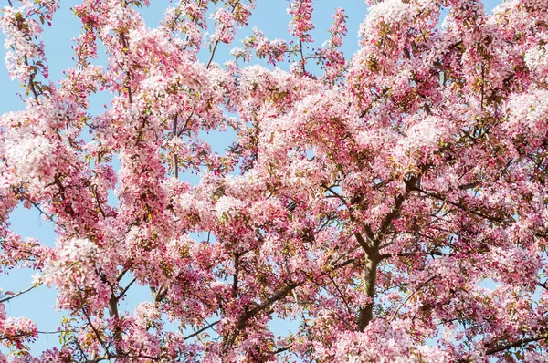 beyaz çiçekler elma ağacı çiçek açması