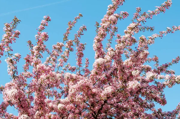 Flores blancas que florecen manzano — Foto de Stock