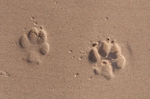 dog footprints in the sand
