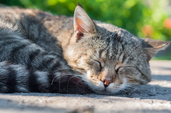 アスファルトの道路上で眠っている猫甘い — ストック写真