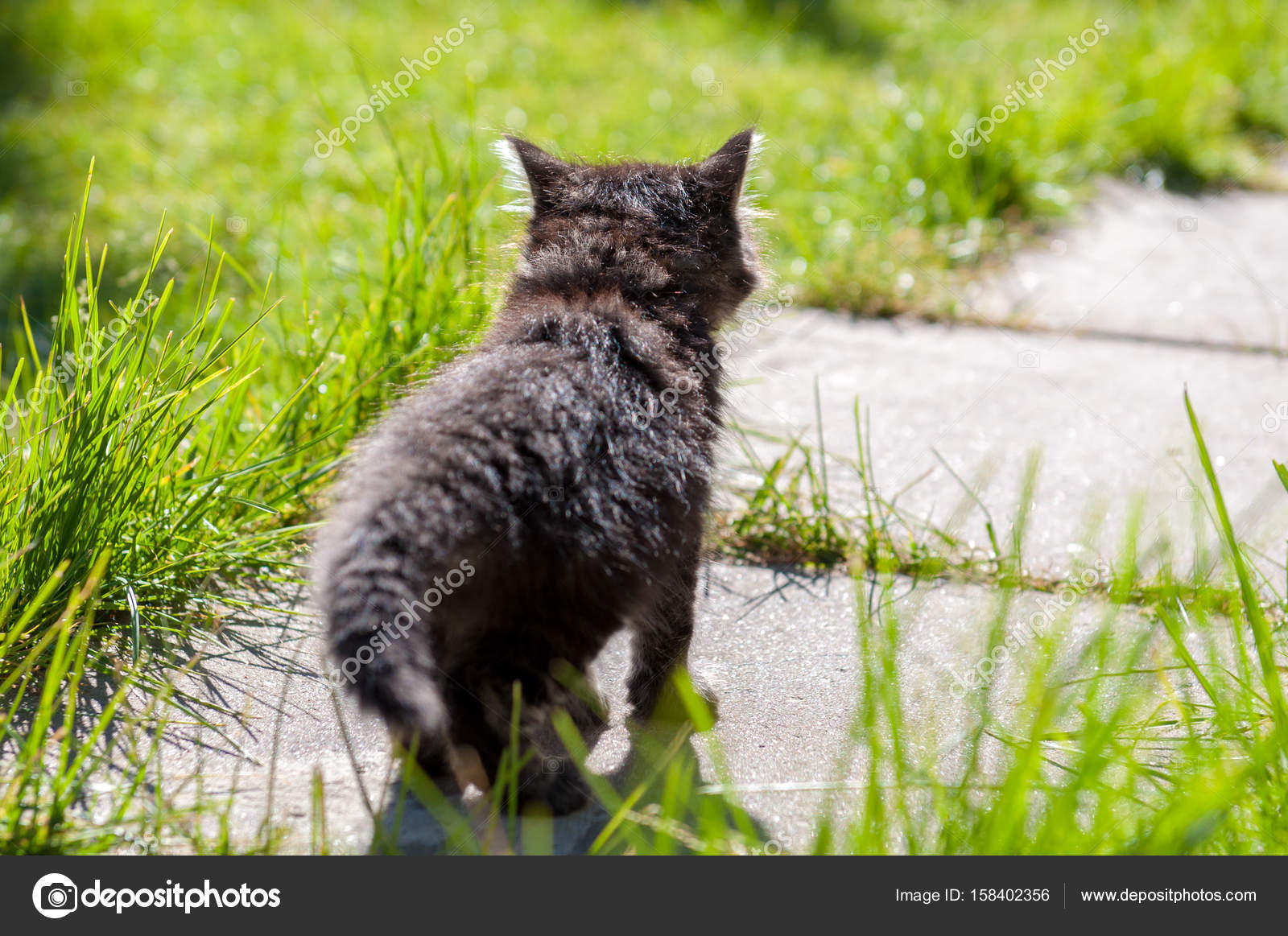 Small Kitten Is Walking Away On The Road Stock Photo C Zannaholstova 158402356