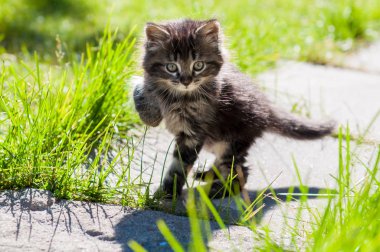 küçük yavru kedi yolda yürürken