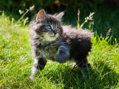 Tüylü şirin kedi yavrusu doğa üzerinde