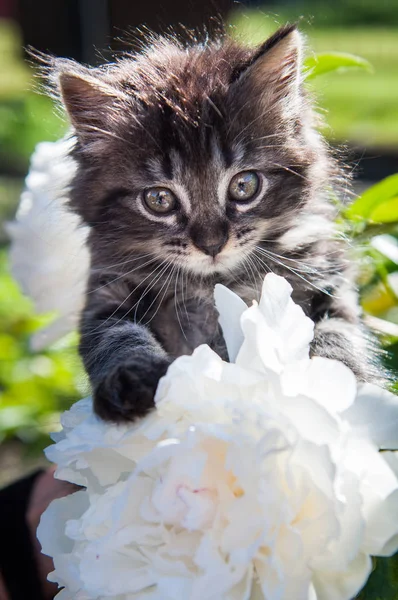 Lindo gatito es sentado en un peony flor — Foto de Stock