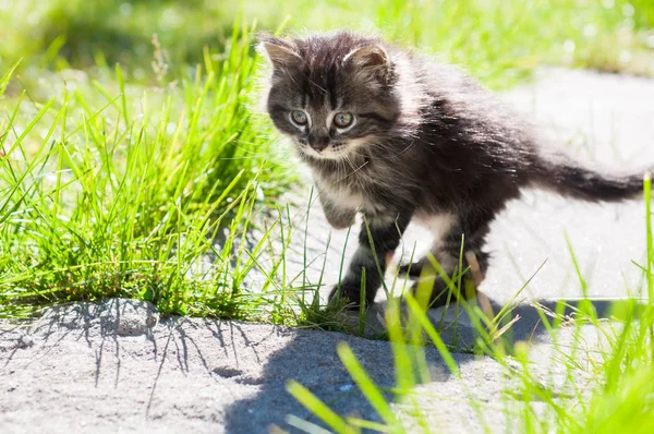 Маленький кошеня йде по дорозі — стокове фото
