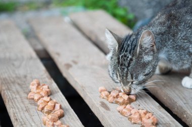 Evsiz kedi kedi maması yemek
