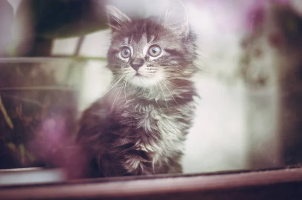 Kočička v okně — Stock fotografie