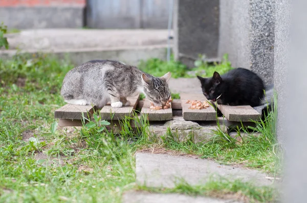 Hemlösa katter äter kattmat — Stockfoto