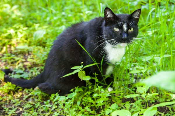 Кот ест траву — стоковое фото