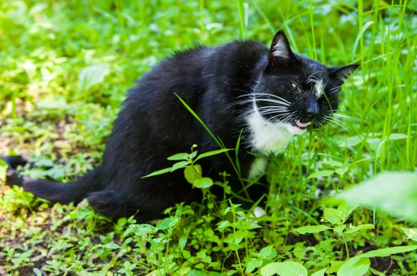 Katze frisst Gras — Stockfoto