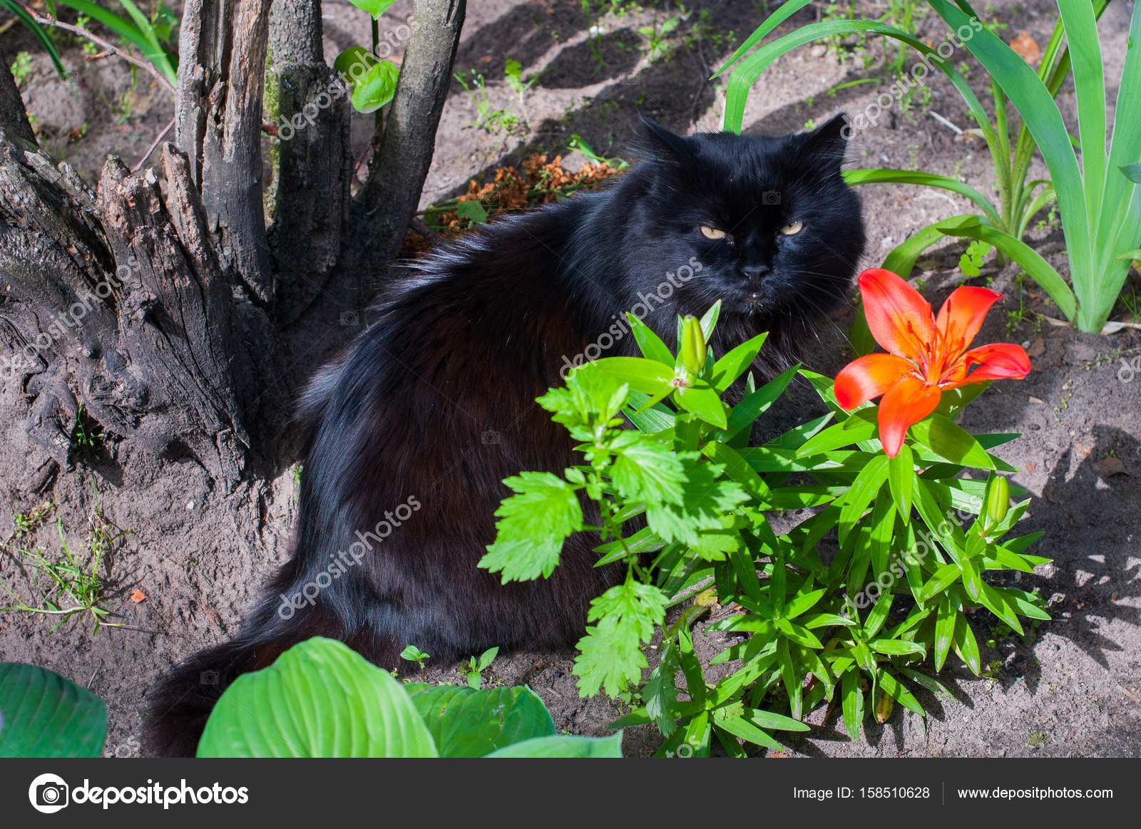 best dog throwing toys