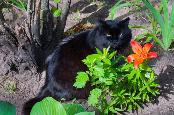 Черная кошка и оранжевая Лили — стоковое фото