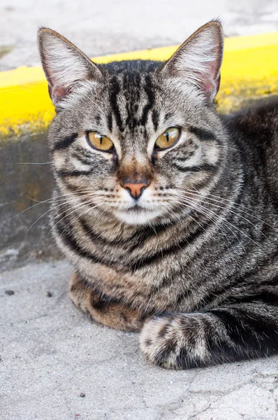 Retrato de gato de tabby — Foto de Stock