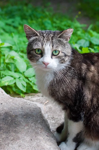 Nice tabby cat portrait on nature — Stock Photo, Image