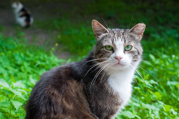 漂亮的虎斑猫在性质上的肖像 — 图库照片