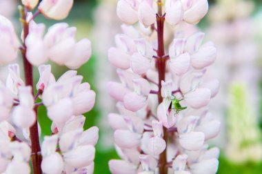 Pembe taze lupines ve çekirge