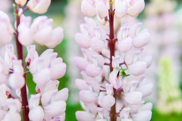 분홍색 신선한 lupines 및 메뚜기 — 스톡 사진