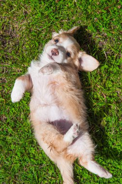 Komik köpek yavrusu krem rengi yeşil çimenlerin üzerinde oturan.