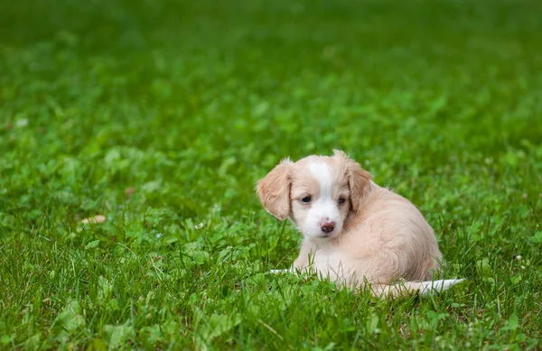 Legrační štěňátko krémové barvy sedí na zelené trávě. — Stock fotografie