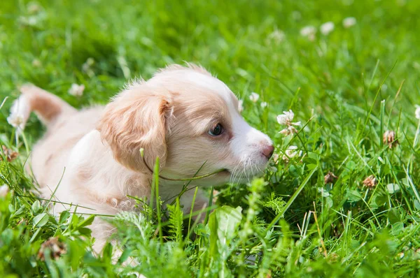 Komik köpek yavrusu krem rengi yeşil çimenlerin üzerinde oturan.