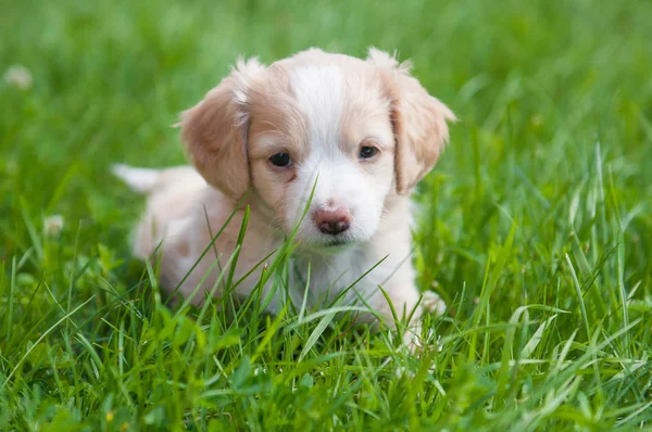 Lustige Welpen cremige Farbe sitzt auf dem grünen Gras. — Stockfoto