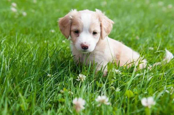 Komik köpek yavrusu krem rengi yeşil çimenlerin üzerinde oturan.