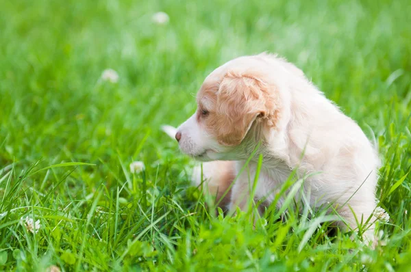 Komik köpek yavrusu krem rengi yeşil çimenlerin üzerinde oturan.