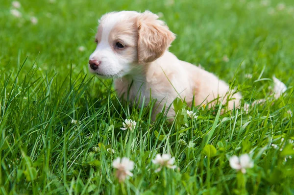 Komik köpek yavrusu krem rengi yeşil çimenlerin üzerinde oturan.