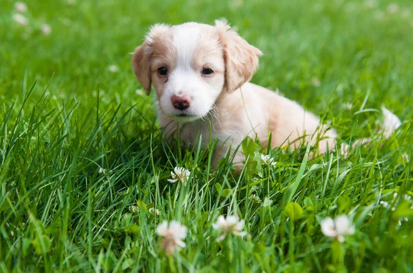 Смешной щенок кремового цвета, сидящий на зеленой траве . — стоковое фото