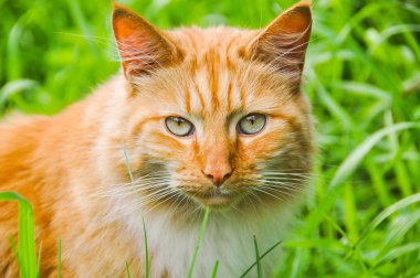 Açık havada yeşil çim yeme kedi