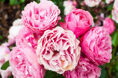 Damla ile pembe güller