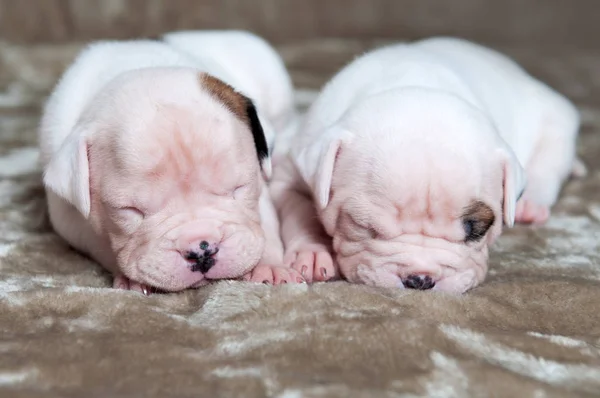 Filhotes de cachorro Bulldog americano no fundo claro — Fotografia de Stock