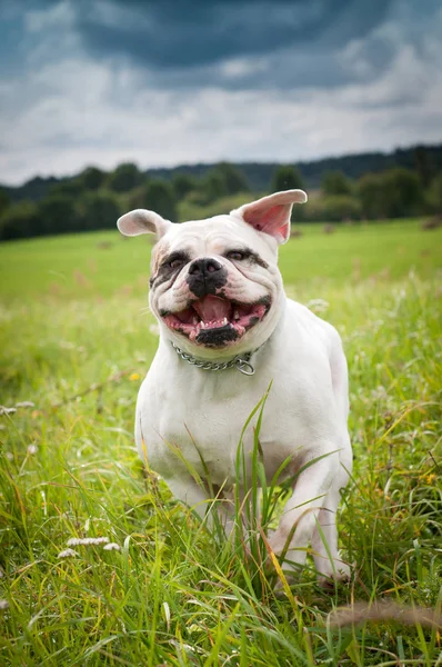 Cão Bulldog americano — Fotografia de Stock