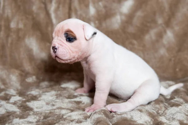 Zabawny szczenięta Buldog amerykański — Zdjęcie stockowe