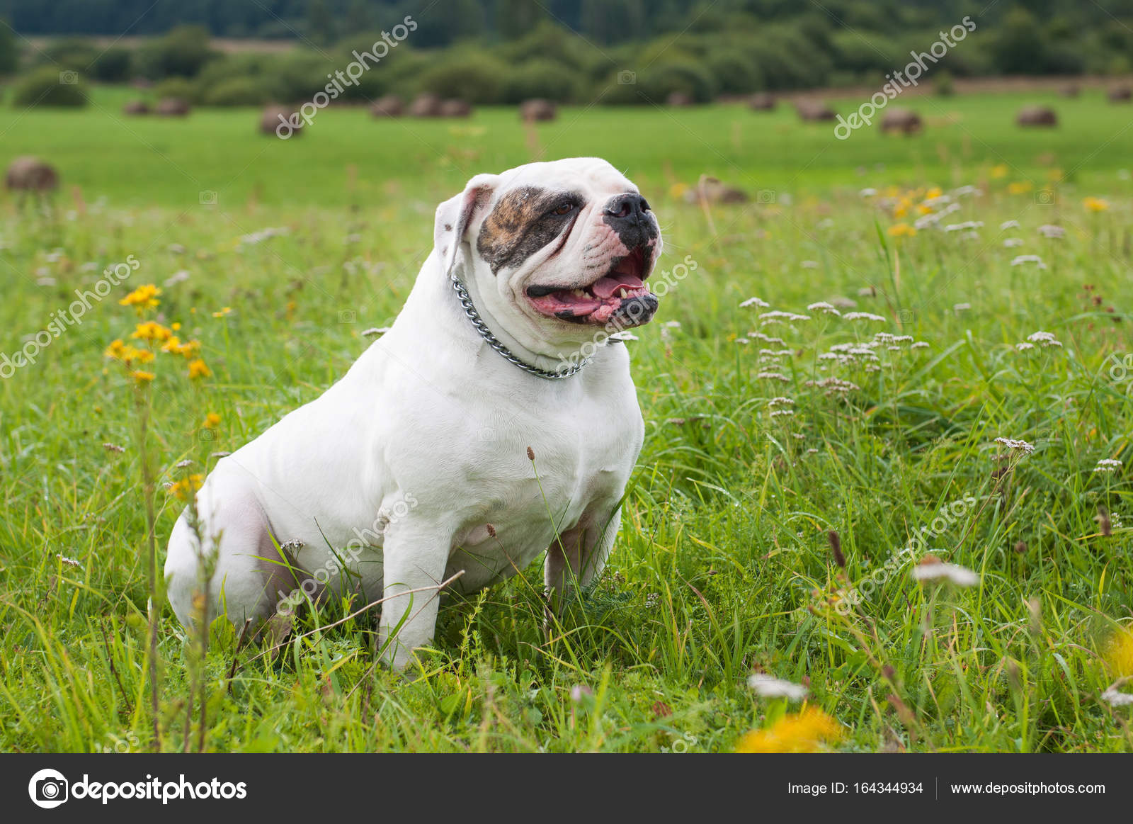 Male American Bulldog 100 Johnson American Large Bulldog 2025