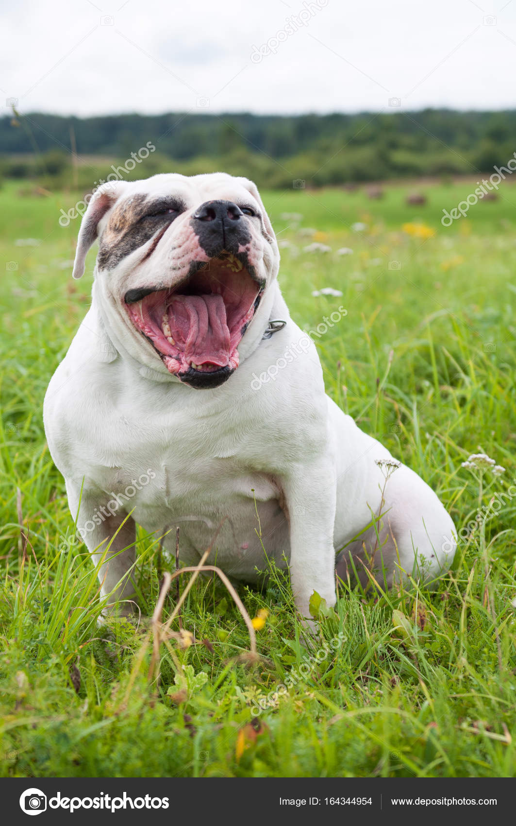large american bulldog