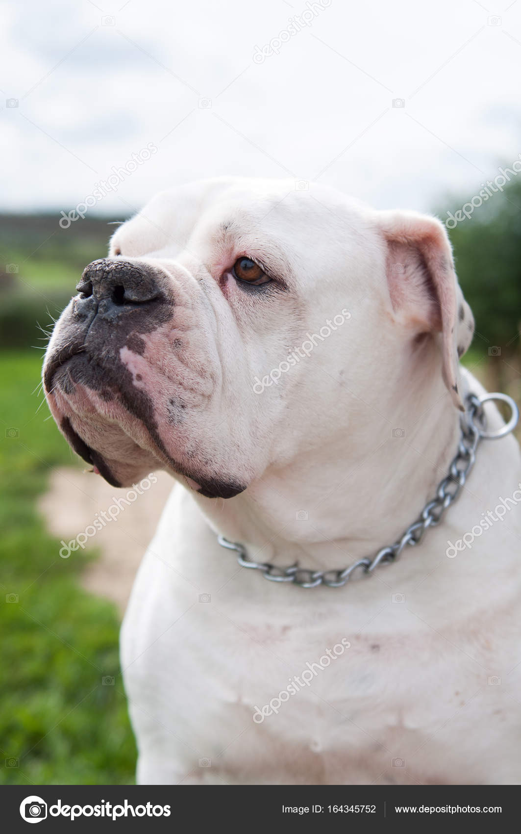 big white bulldog