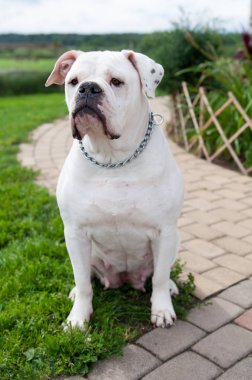 Büyük Amerikan Bulldog