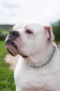 Büyük Amerikan Bulldog