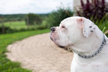 Büyük Amerikan Bulldog