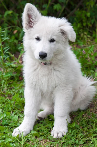 White shepherd puppy — Stock Photo, Image