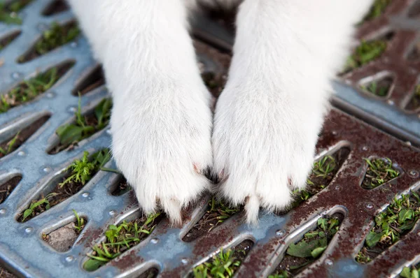 Las patas de un cachorro blanco — Foto de Stock
