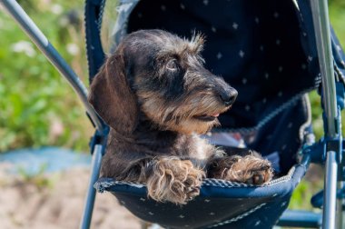 bir bebek arabası uyku saçlı dachshund köpek