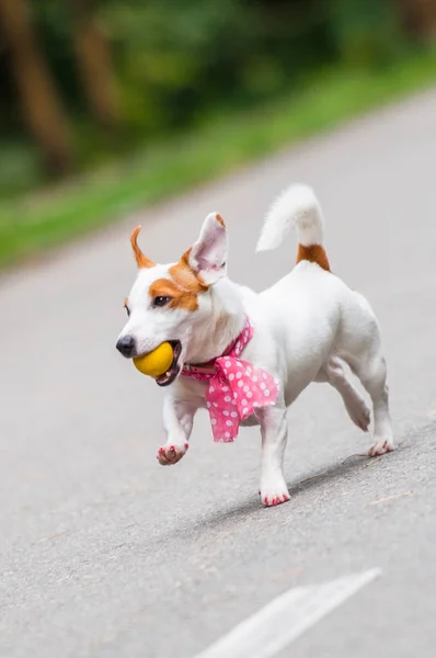 Jack Russell teriér pes — Stock fotografie