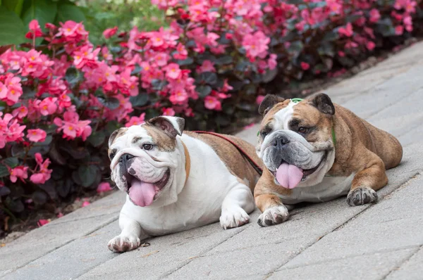 Parkta iki İngiliz Bulldog 'u ya da İngiliz Bulldog' ları