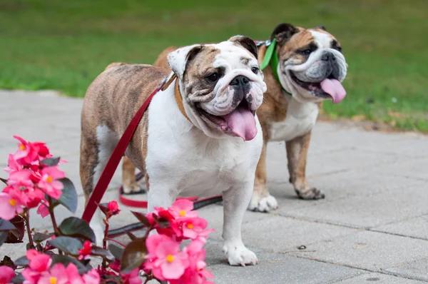 Parkta iki İngiliz Bulldog 'u ya da İngiliz Bulldog' ları